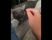 Woman petting sisters cat hissed at her