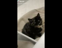 Compilation of little black kitten cat climbing and biting and playing