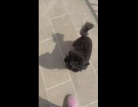 Two poodles playing in backyard