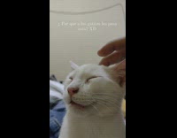 White cat sleeps upright with mouth open 