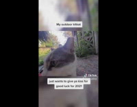 Collab ZarSubmissions - Cat walks up to phone camera backyard