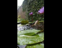 Raindrops Fall into Water Lily Pond in Slow Motion 