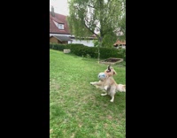 Golden retriever dog blue white soccer ball 