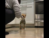 Dog waits for mom to eat fruit snack