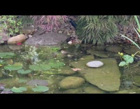 Two frogs jumps and fight over the pond