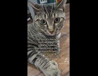 Cat Stares at Lady while its Ears Twitches