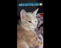 Cat repeatedly sticking tongue out