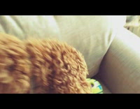 Pet dog plays and barks at the ball that talks