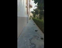 slomo white dog run side house walkway