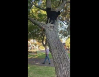 Poodle dog climbs up tree then back down