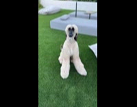 Woman compares puppy to adult dog video