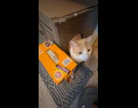 Cat ignores woman tries to play bubbles