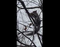 Squirrel Hops Around Tree Branches with its Bagel