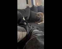 Two dogs fighting over toy on couch
