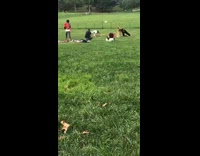 Group of people dance stretch move grass