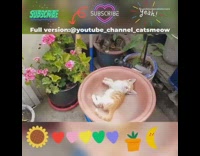 Stray brown white kitten sleeps in pot 