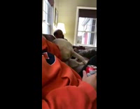 Collab Clips MPUGC2 - Dog on couch flings head back