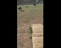 Woman calls her dog and it pretends to not know her 