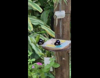 Butterfly besties same species and movement sanctuary