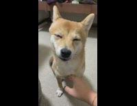 Girl pets brown dog closes its eyes 