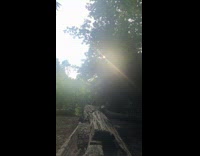 Guy works out in the forest and falls 