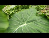 Water on a leaf that never gets wet