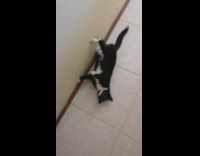 Black and white cat rolls forward 