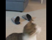 Brown cat plays fetch black hair tie