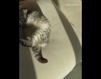 Fat cat plays brown feather stick toy 