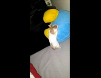 Hamster grabs on the stuffed animal but fell down from the bed
