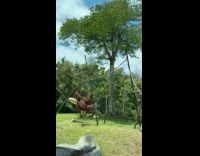 Small orangutan messing with bigger orangutan