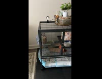 Man takes video of his pet stands on the cage