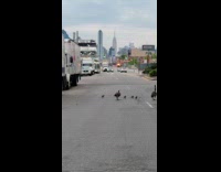 Family of geese crosses and blocks the road and goes back on the sidewalk