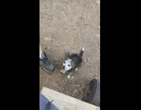 Small puppy reaction to friend nails trimmed