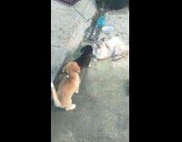Two puppies sniffing lazy cat lying on floor