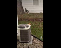 Collab Clips mpugc - Puppy meets neighbor gets barked at runs away