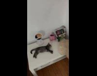 Collab Clips MPUGC - Kitten sleeping comfortably on side table 