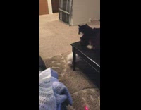 Black cat on table white dog chasing laser around table