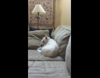 Sleeping dog barks bubble popping noise couch