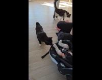 Cats first meet newborn baby at home