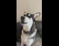 Large dog howls at squeaky toy noise