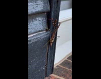 Man shows strange brown praying mantis