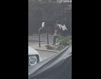 Guy white backpack bird on bicycle rack 