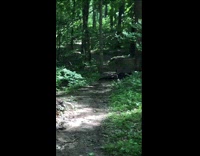 Biker rides down bumpy bike trail, falls off and lands face first into bush