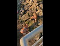 Pink dress girl beach rocks white bikini