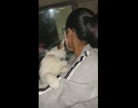 Cat stares out car window 