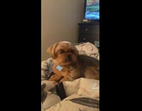 Woman films herself and dog wearing yarmukle