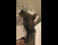 Cat in bathroom trying to climb toilet and sink while girl sings