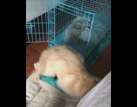 Golden retriever puppy bites and pulls blue dog bed