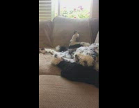 Black white poodle dog sleeps back couch 